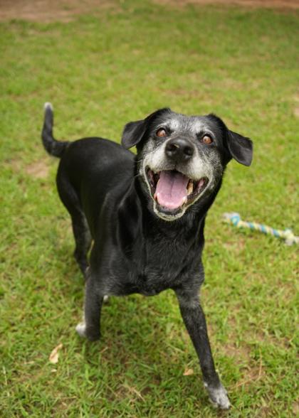 Noventa 63919, a Adoptable mixed breed in Aiken, SC image 1/3