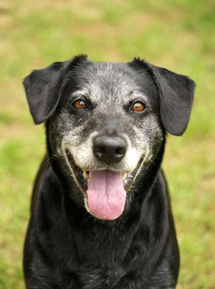 Noventa 63919, a Adoptable mixed breed in Aiken, SC image 1/3
