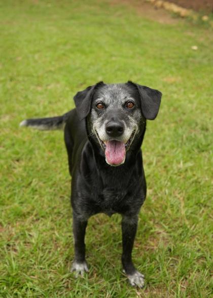 Noventa 63919, a Adoptable mixed breed in Aiken, SC image 3/3