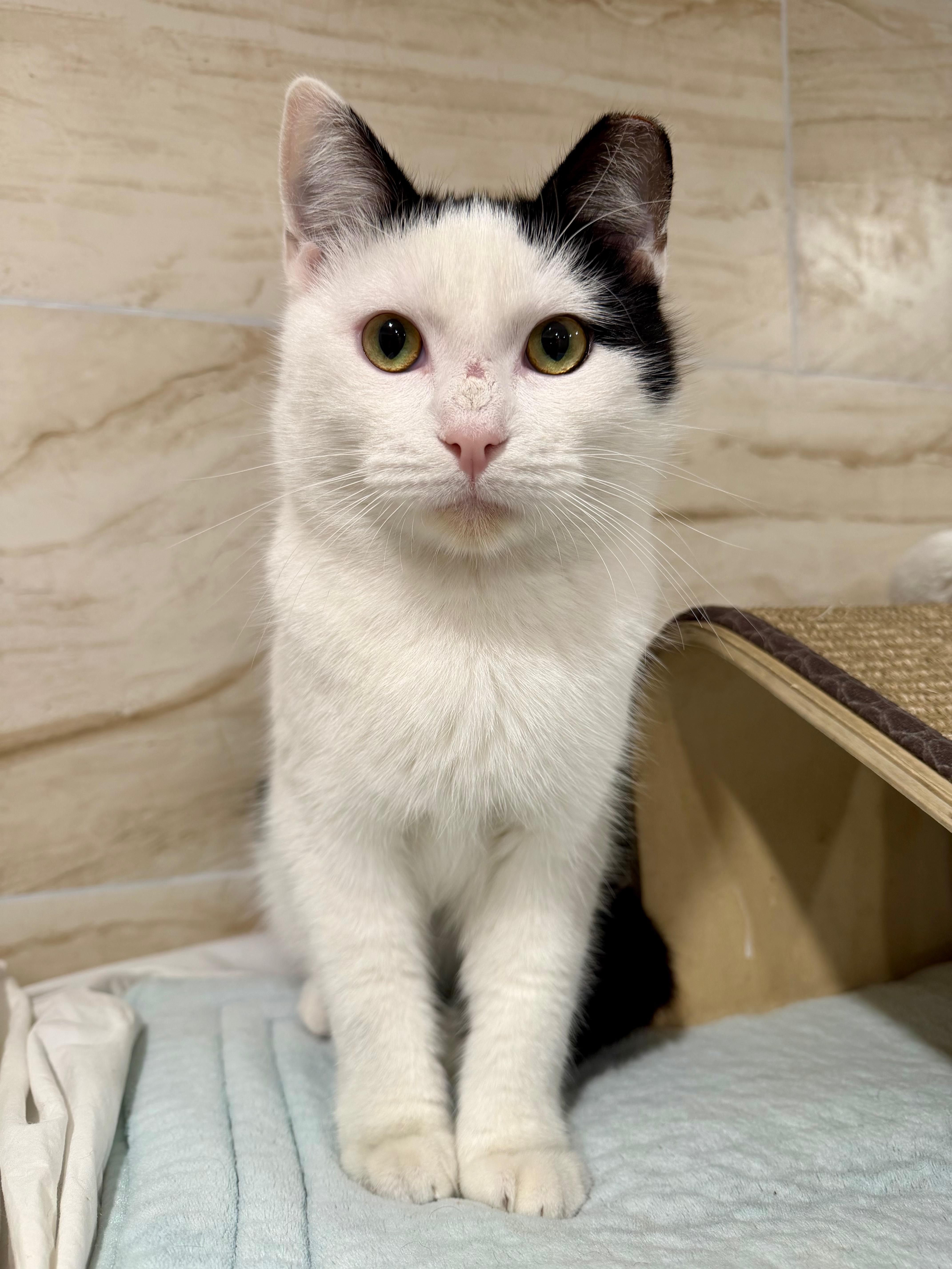 Enlarge Samson, a ADOPTABLE Domestic Short Hair in Manhasset, NY image 2/6