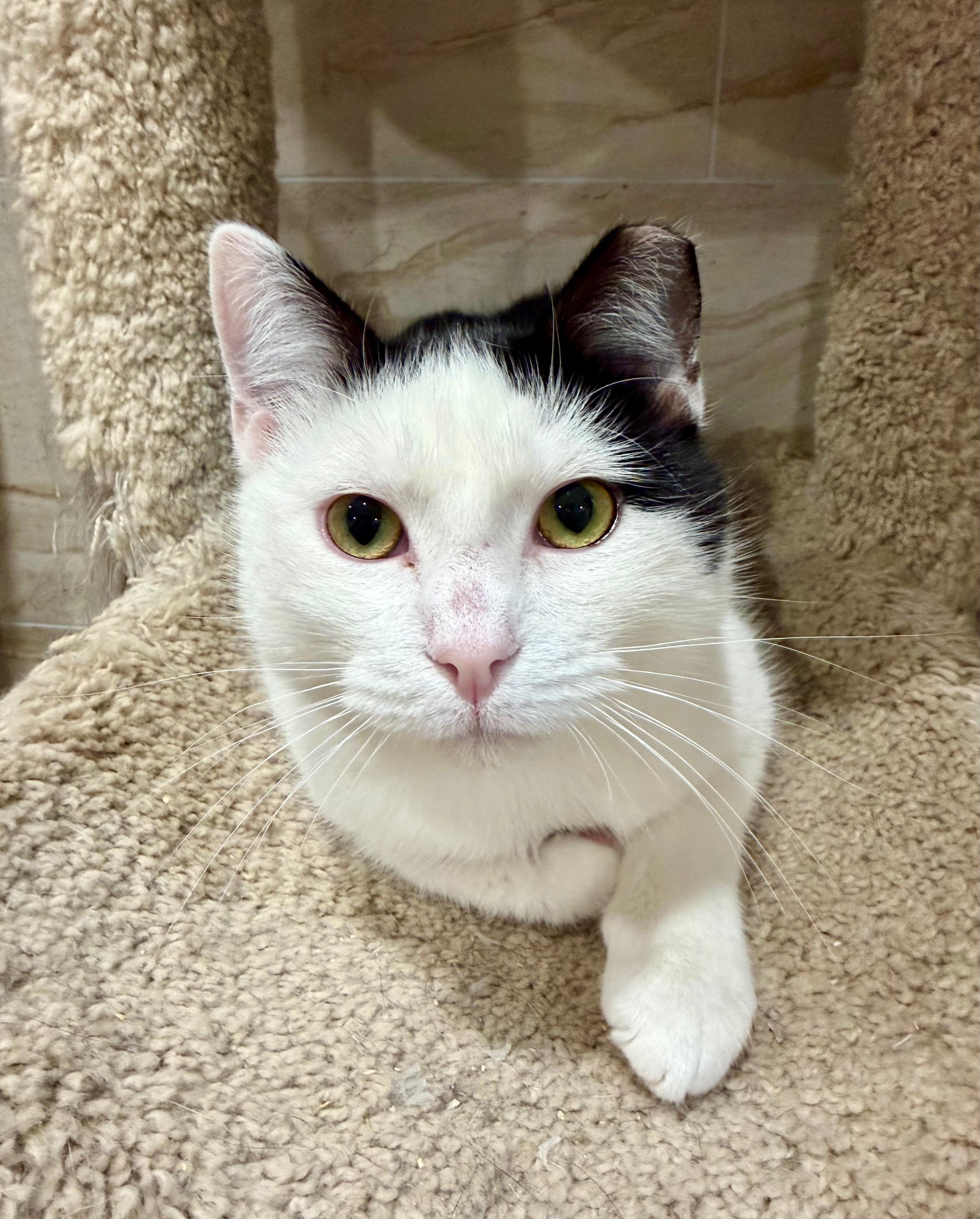 Enlarge Sampson, an adopted Domestic Short Hair in Manhasset, NY image 1/6