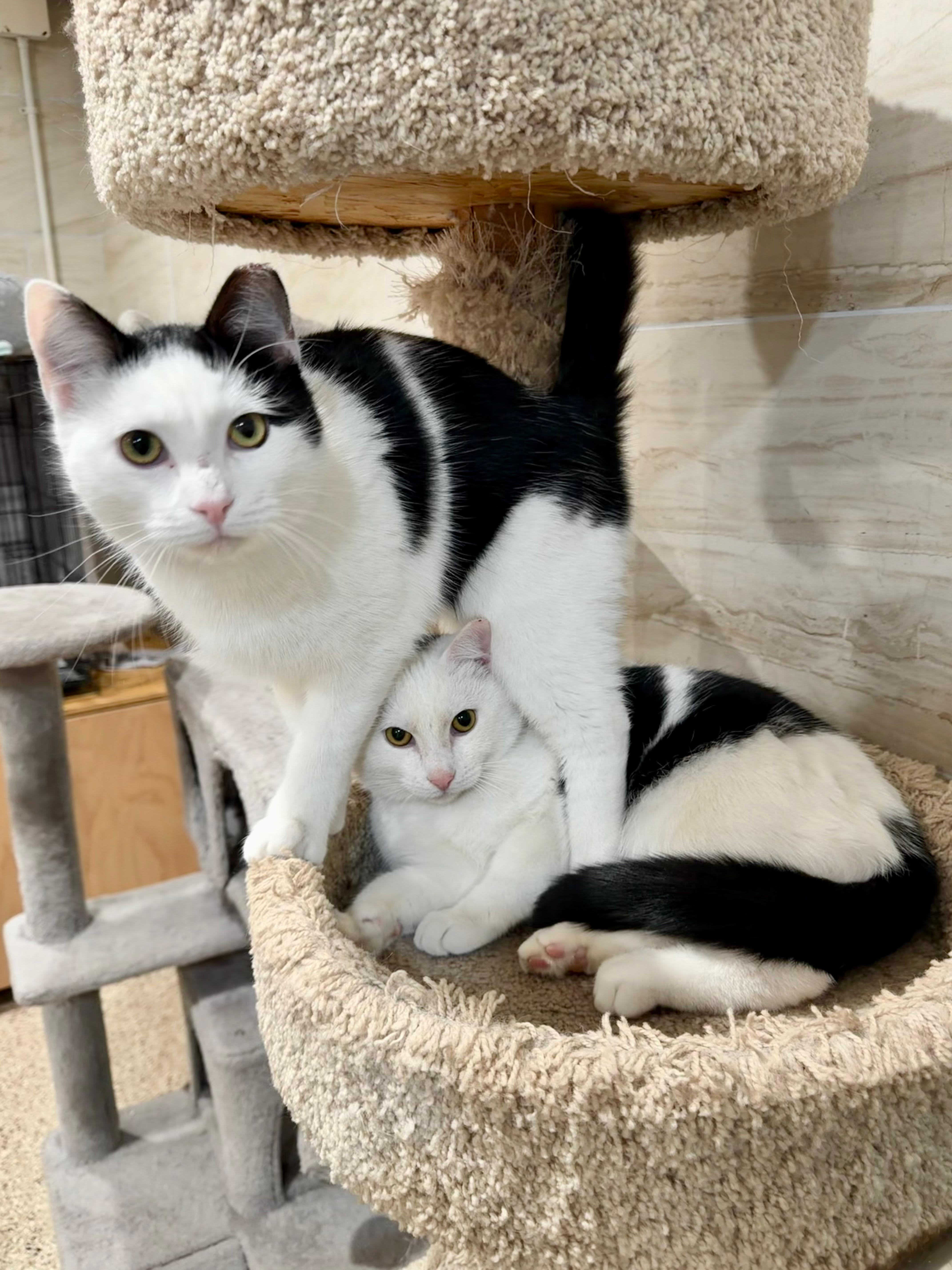 Enlarge Samson, a ADOPTABLE Domestic Short Hair in Manhasset, NY image 3/6