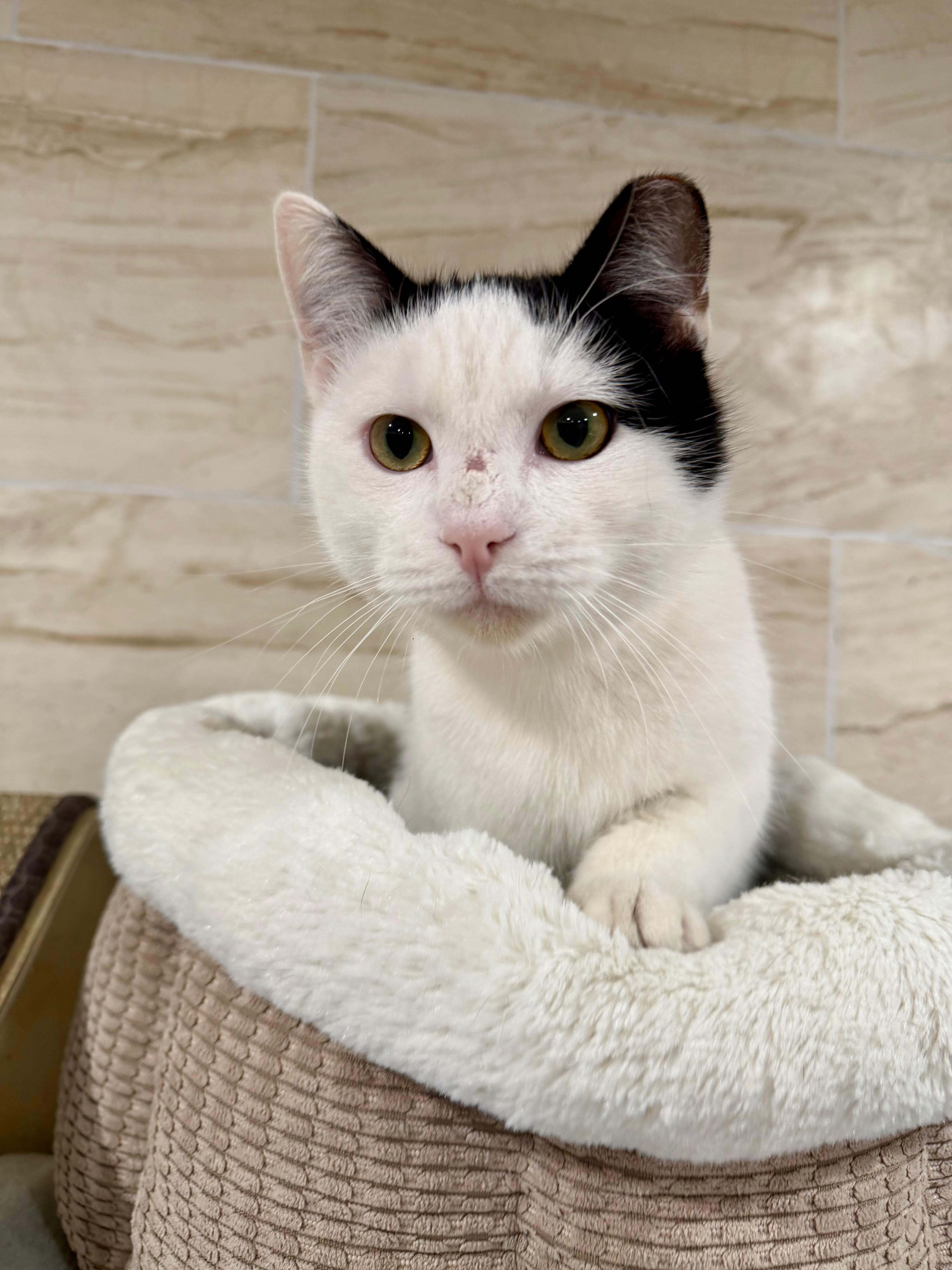 Enlarge Samson, a ADOPTABLE Domestic Short Hair in Manhasset, NY image 1/6