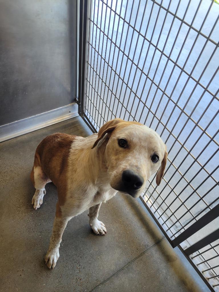 Colt, Adoptable, Young Male Cattle Dog.