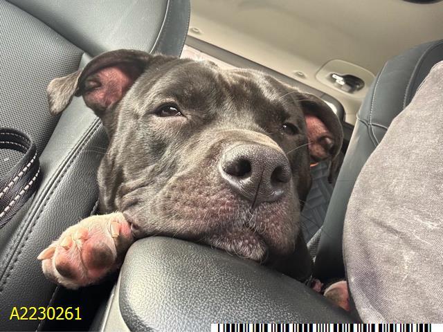 Enlarge DANIEL, a Adoptable Mixed Breed in West Palm Beach, FL image 1/1