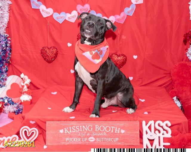 DANIEL, Adoptable, Adult Male Mixed Breed.