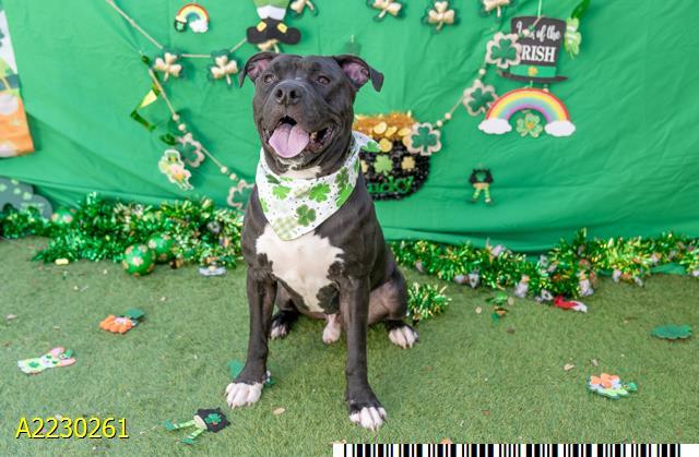 DANIEL, Adoptable, Adult Male Mixed Breed.