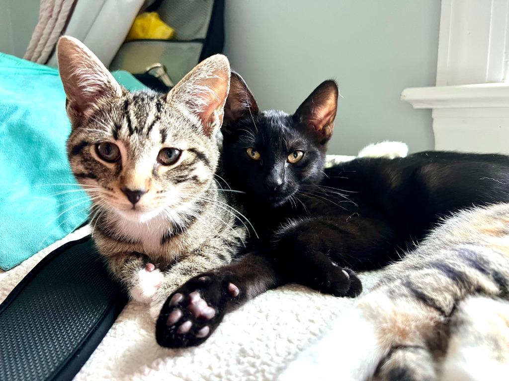 Enlarge August, a Adoptable mixed breed in Hampton, VA image 1/5