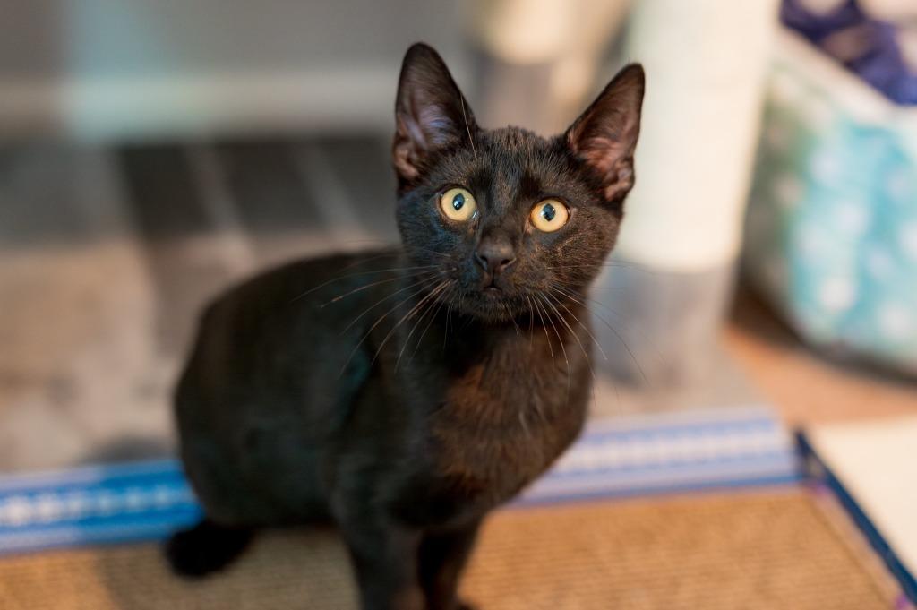 Enlarge August, a Adoptable mixed breed in Hampton, VA image 3/5