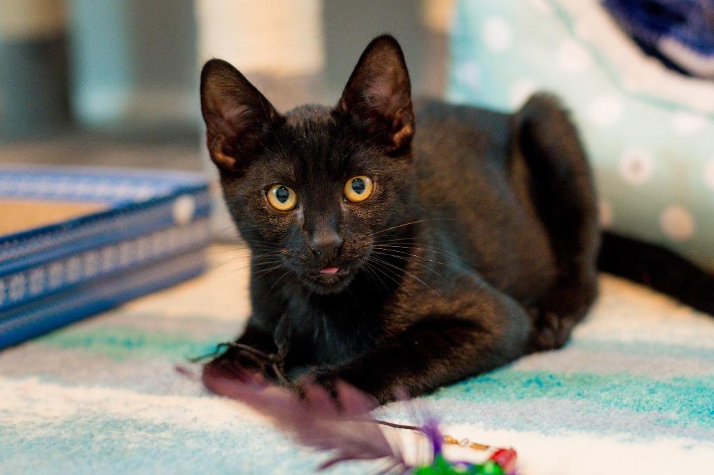 Enlarge August, a Adoptable mixed breed in Hampton, VA image 4/5