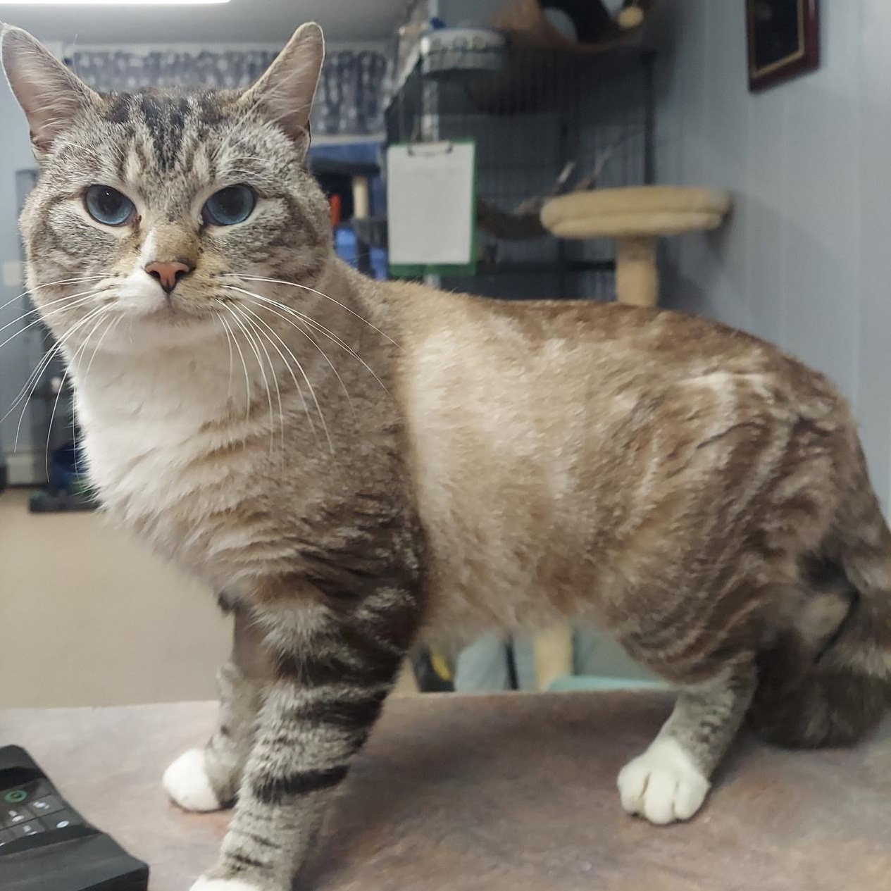 Enlarge Bacardi, an adopted Siamese in Warwick, RI image 1/4