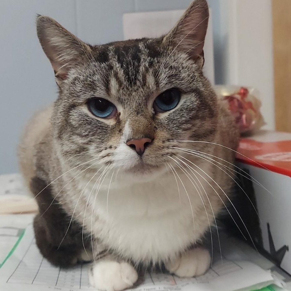 Enlarge Bacardi, an adopted Siamese in Warwick, RI image 2/4