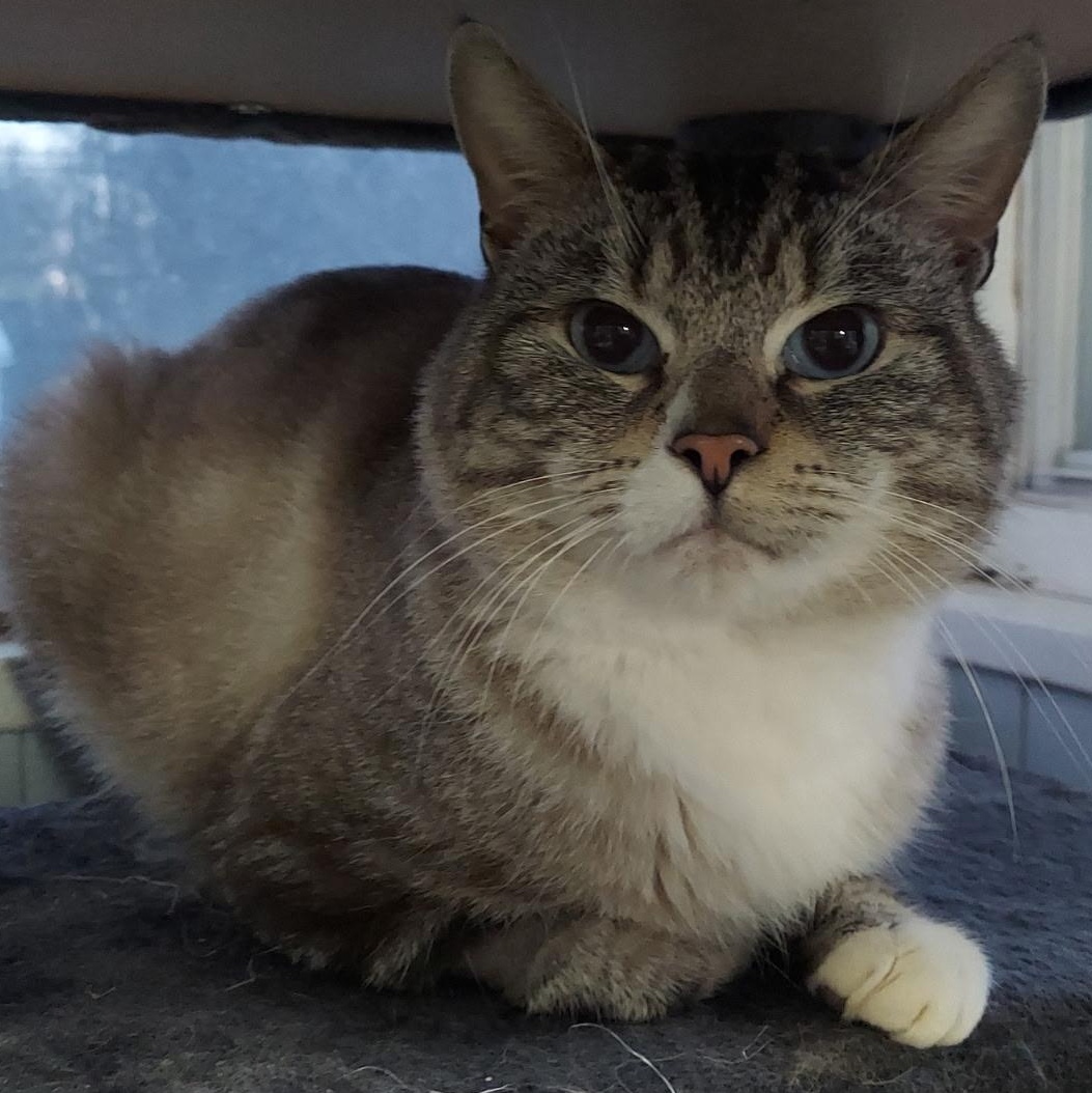 Enlarge Bacardi, an adopted Siamese in Warwick, RI image 4/4