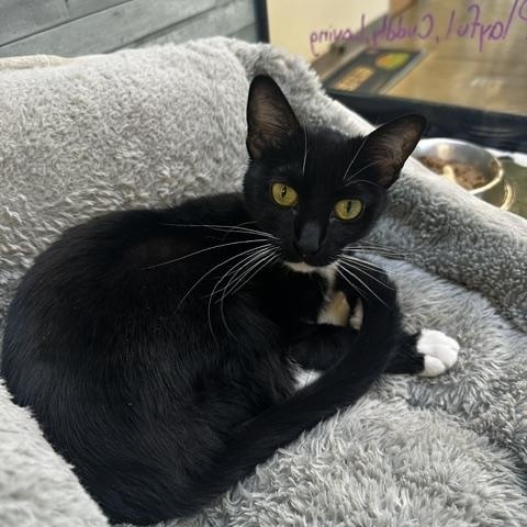 Enlarge Mae, a ADOPTABLE American Shorthair in St. John, IN image 2/4