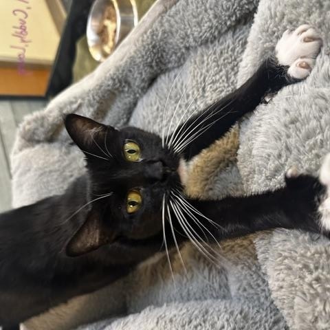 Enlarge Mae, a ADOPTABLE American Shorthair in St. John, IN image 3/4