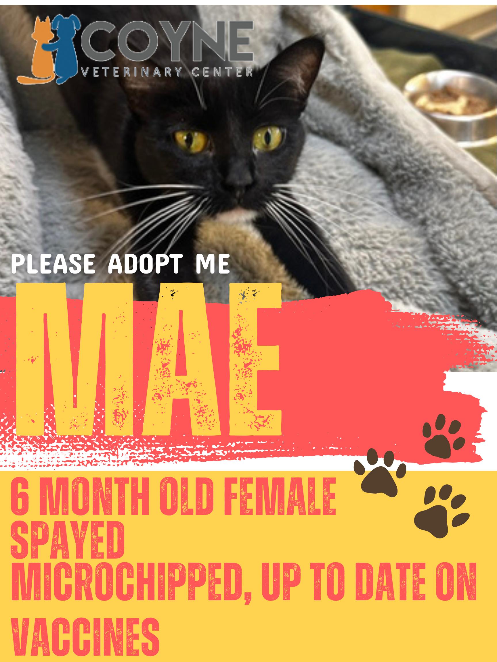 Enlarge Mae, a ADOPTABLE American Shorthair in St. John, IN image 1/4