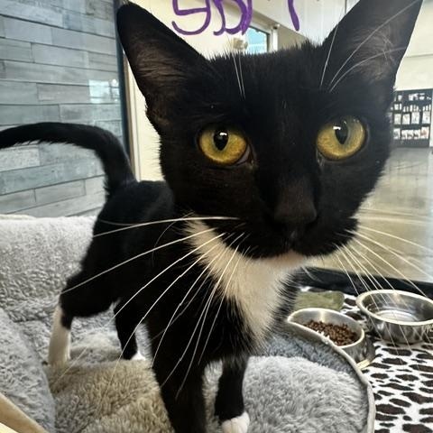 Enlarge Mae, a ADOPTABLE American Shorthair in St. John, IN image 4/4