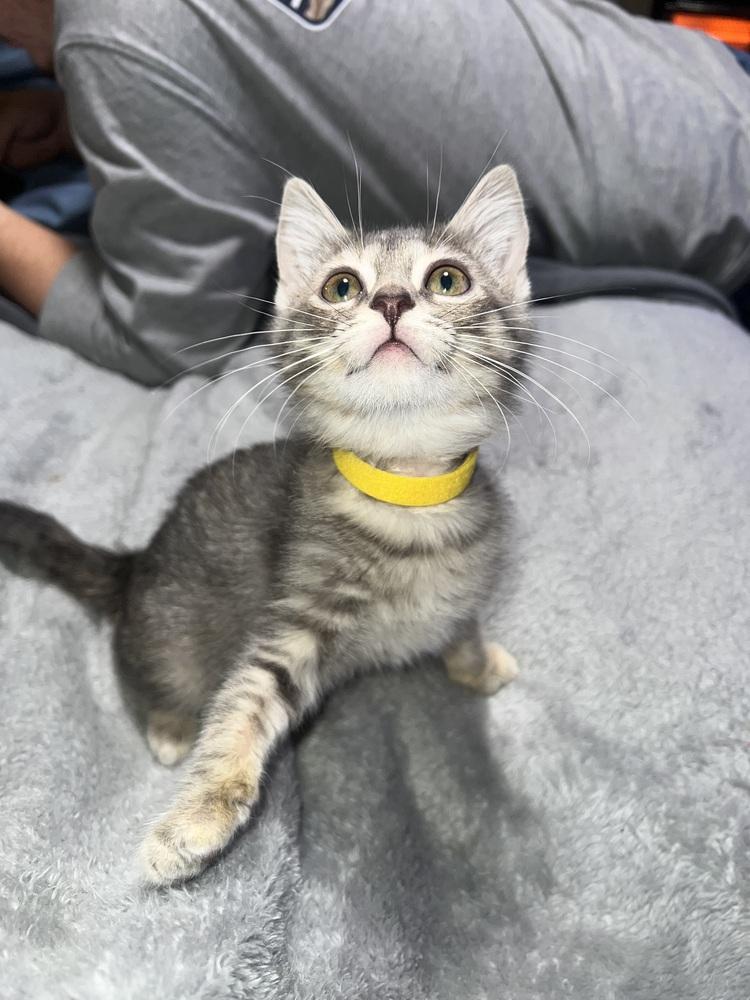 Beatrice, Adoptable, Kitten Female Domestic Short Hair.