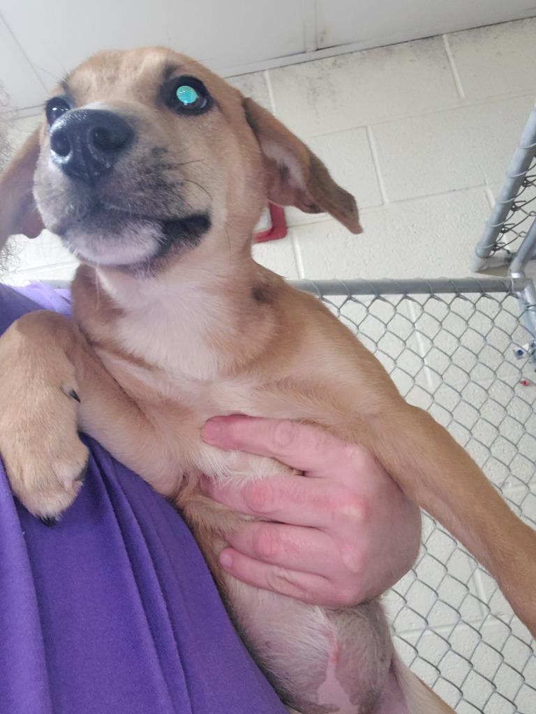 Holly, Adoptable, Puppy Female Labrador Retriever & Black Mouth Cur.