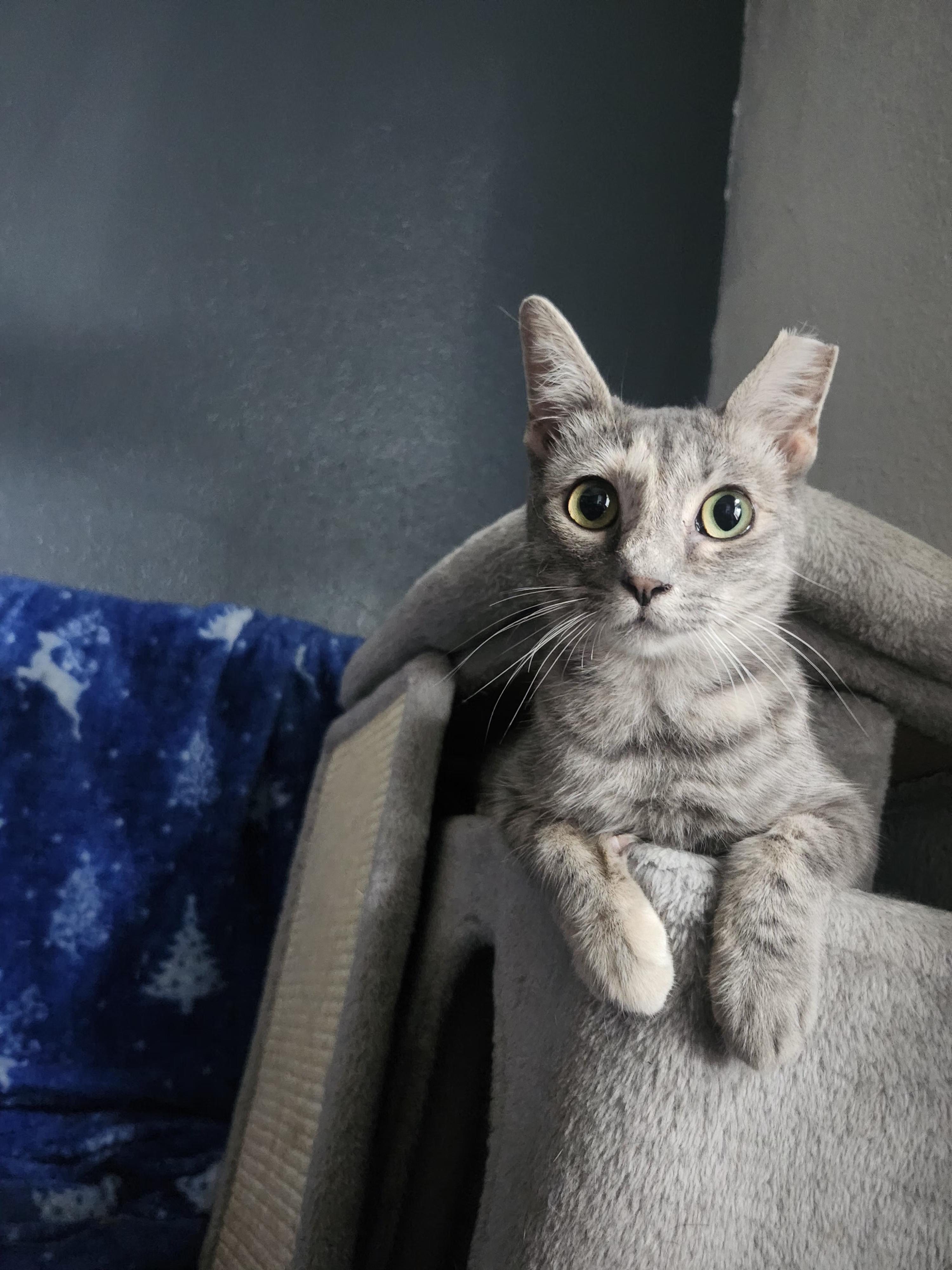 Itsy, ADOPTABLE, Young Female Domestic Short Hair.