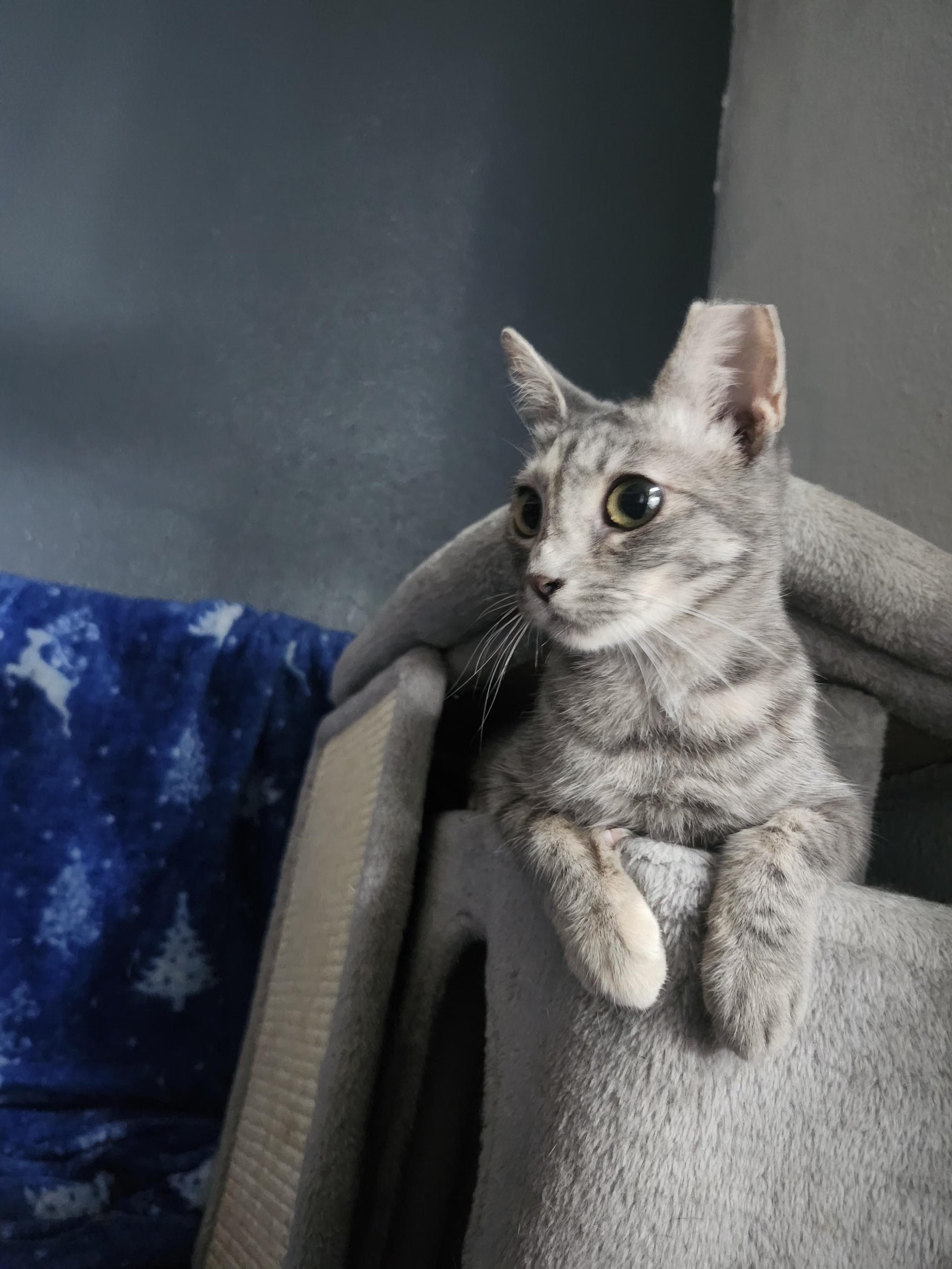 Enlarge Itsy, a ADOPTABLE Domestic Short Hair in Long Beach, CA image 3/3