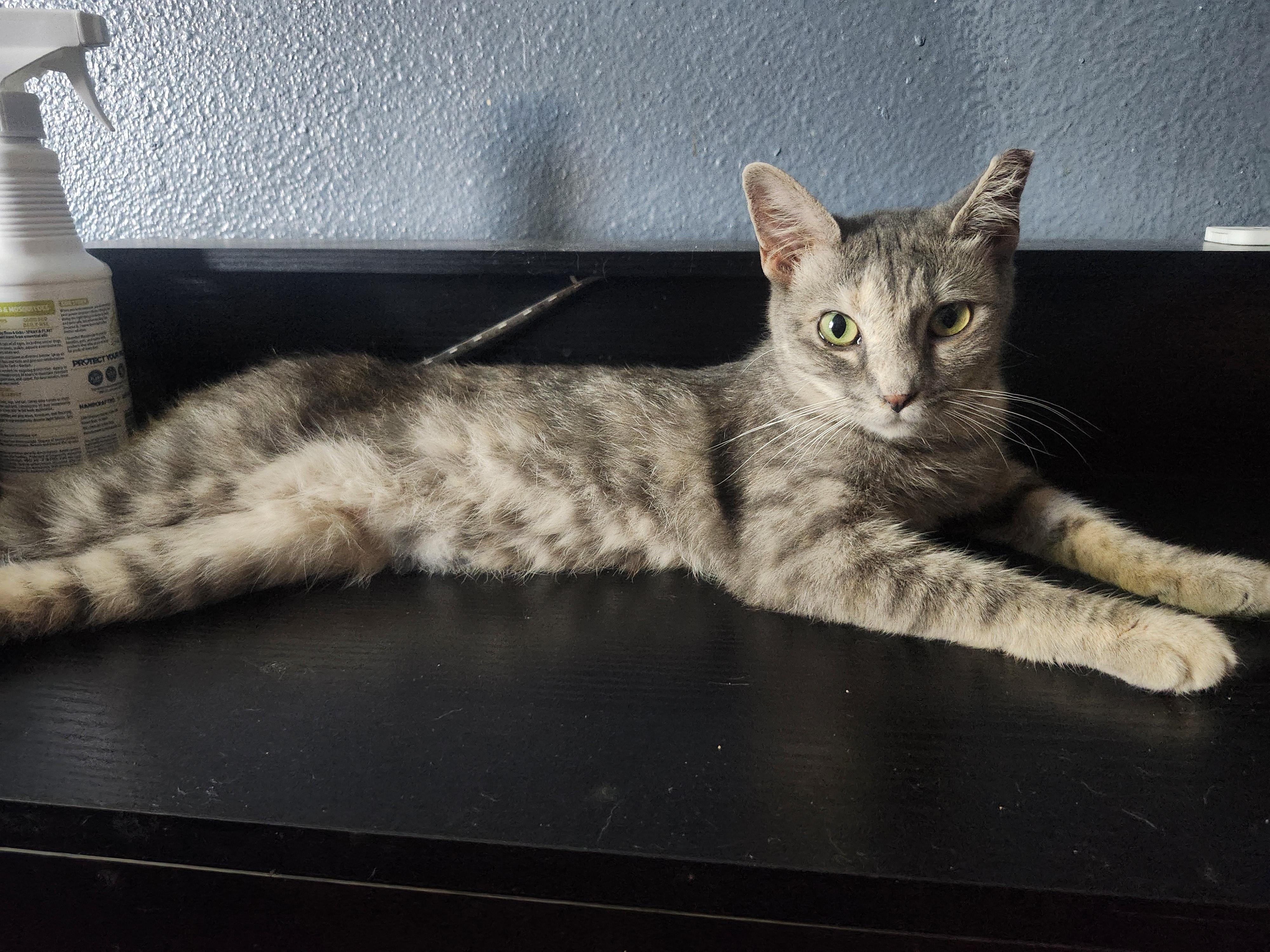 Enlarge Itsy, a ADOPTABLE Domestic Short Hair in Long Beach, CA image 2/3