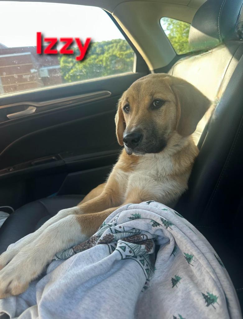 Izzy, a Adoptable mixed breed in Waynesville, MO image 5/5