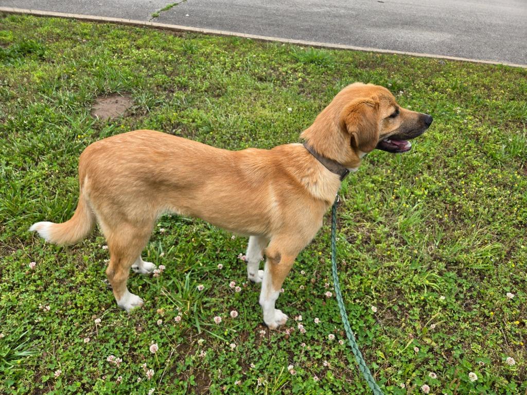 Izzy, a Adoptable mixed breed in Waynesville, MO image 1/5
