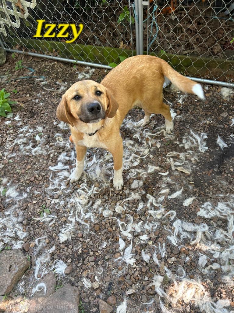 Izzy, a Adoptable mixed breed in Waynesville, MO image 4/5