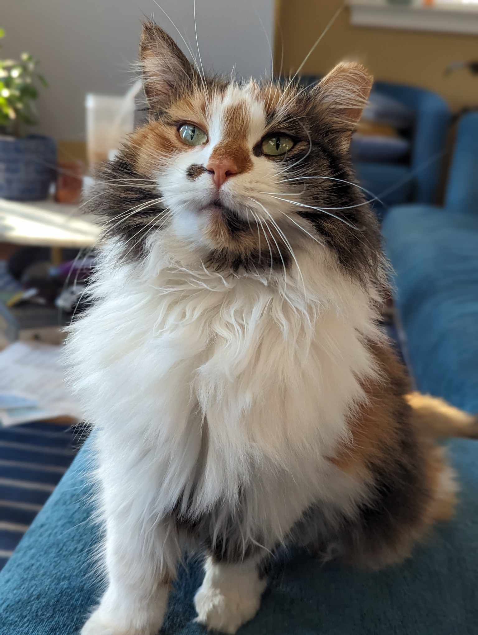 Addie, Adopted, Adult Female Domestic Long Hair.