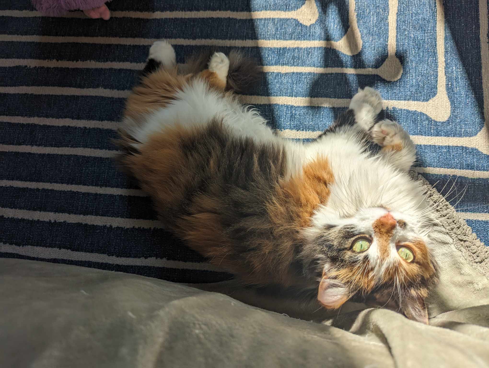 Addie, a Adopted Domestic Long Hair in Mullica Hill, NJ image 2/5