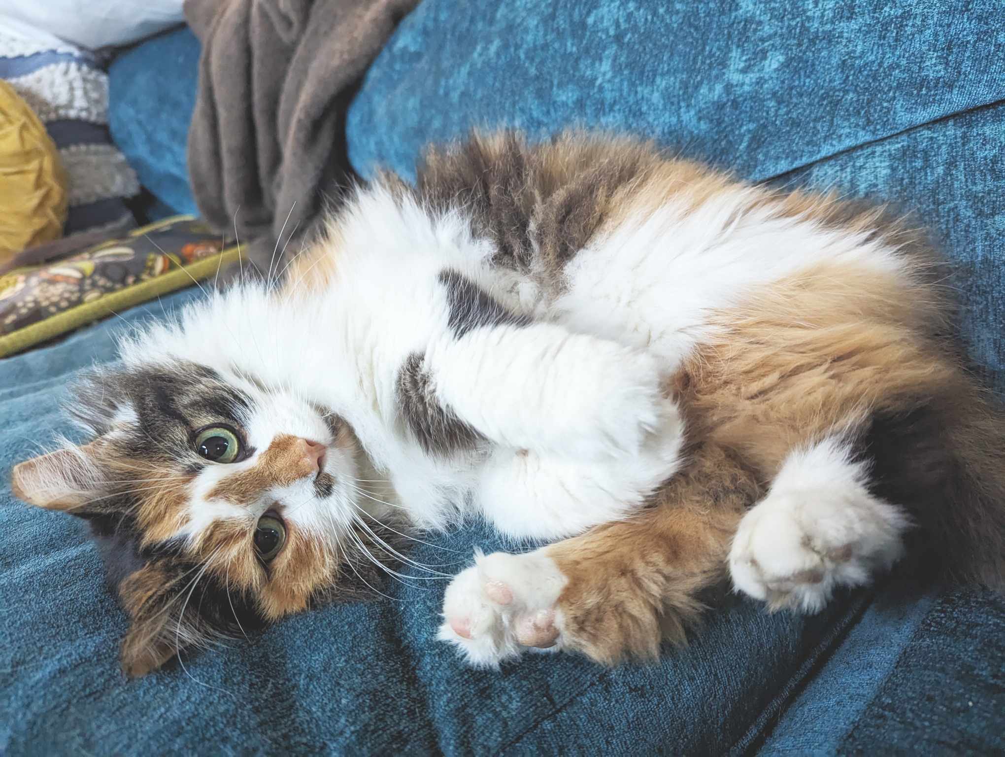 Addie, a Adopted Domestic Long Hair in Mullica Hill, NJ image 3/5