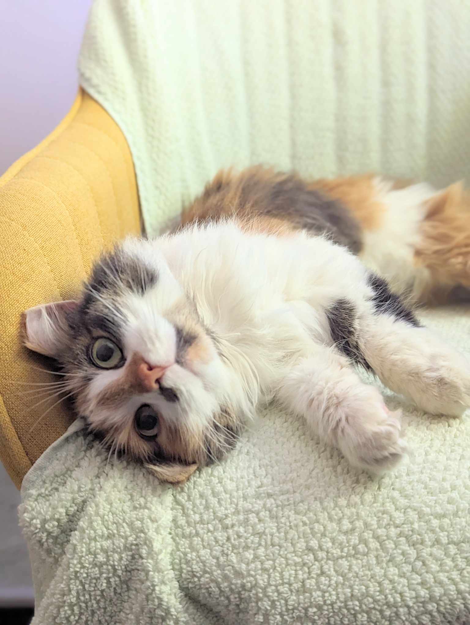 Addie, a Adopted Domestic Long Hair in Mullica Hill, NJ image 4/5