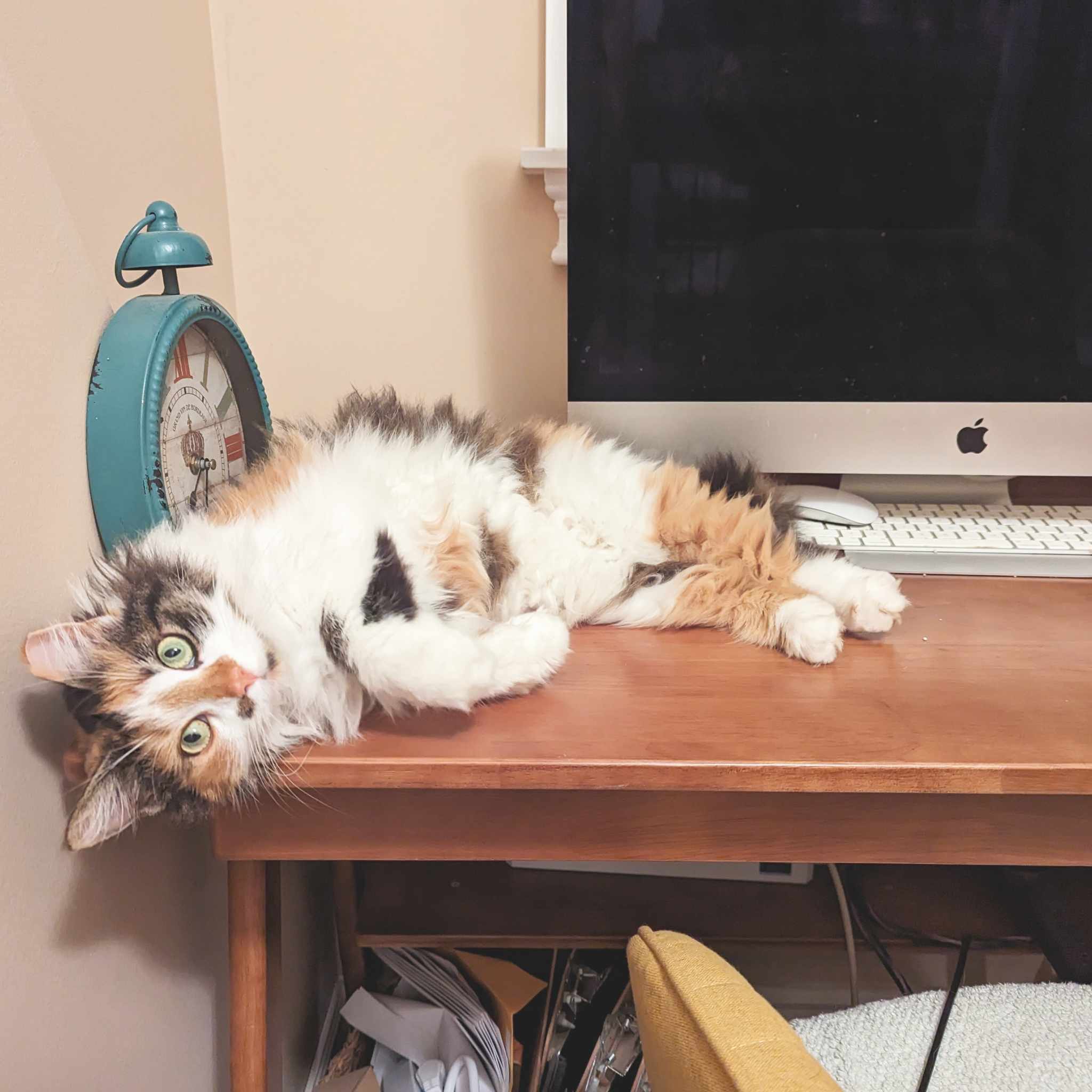 Addie, a Adopted Domestic Long Hair in Mullica Hill, NJ image 5/5