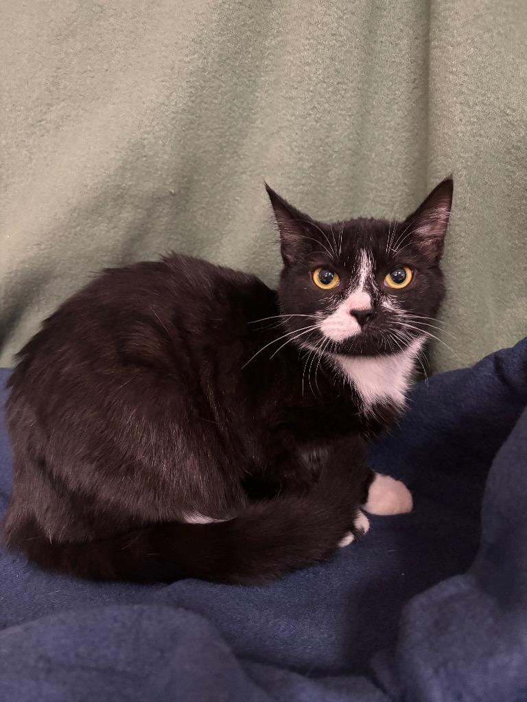 Enlarge Zuzu, a Adoptable mixed breed in Wabash, IN image 1/1