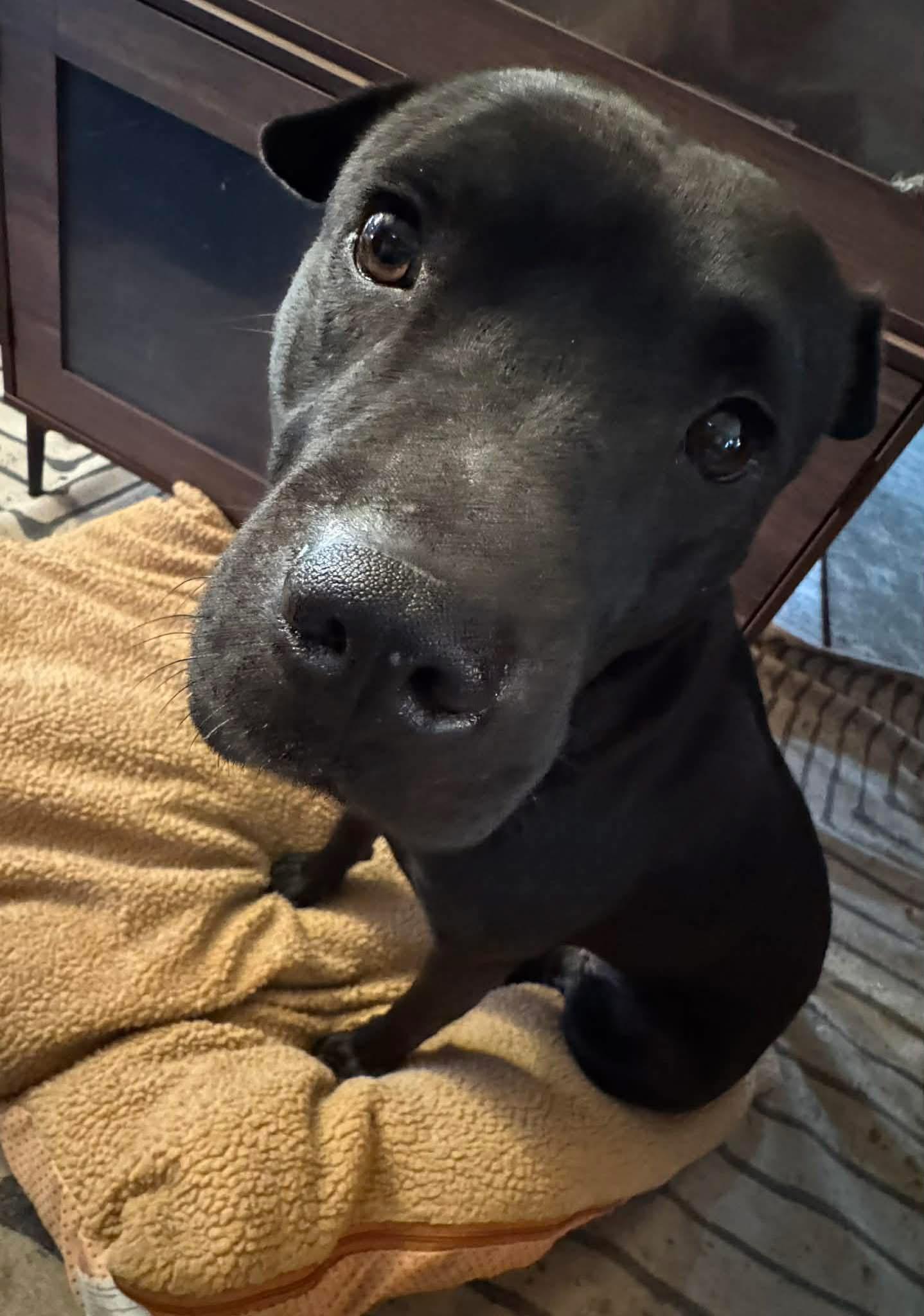 New! Sunny, ADOPTABLE, Young Female Shar-Pei.