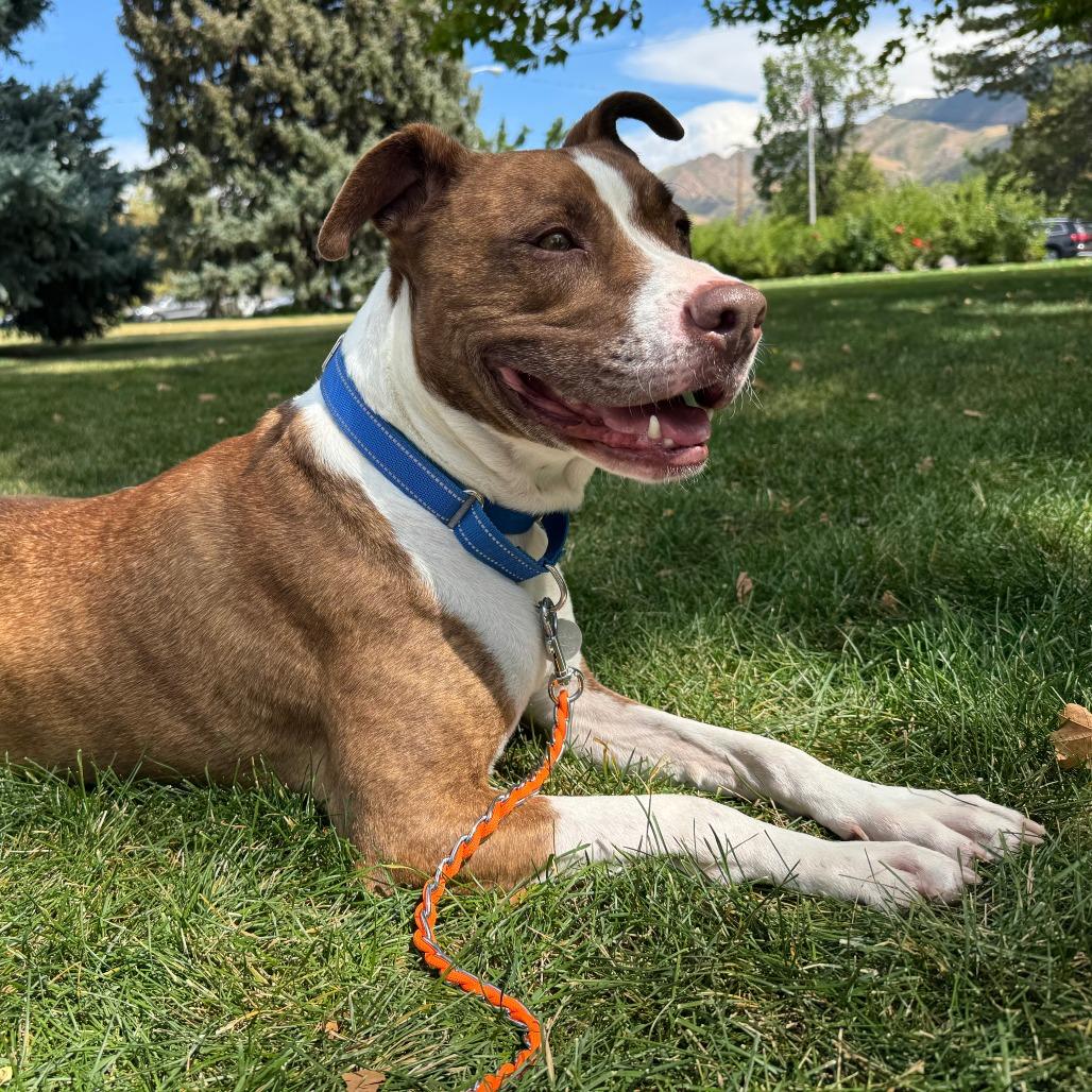 Enlarge Dino, a ADOPTABLE mixed breed in Torrey, UT image 3/3