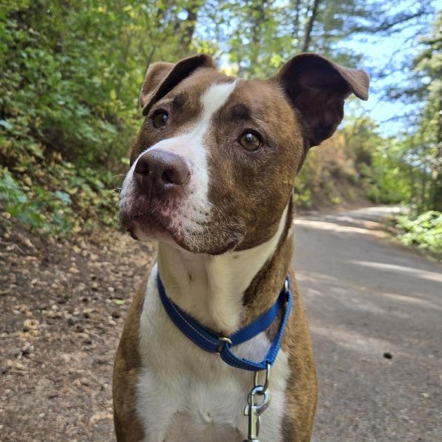 Enlarge Dino, a ADOPTABLE mixed breed in Torrey, UT image 1/3