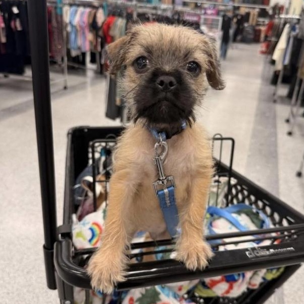 Enlarge PUNCH, a ADOPTABLE mixed breed in los angeles, CA image 5/6