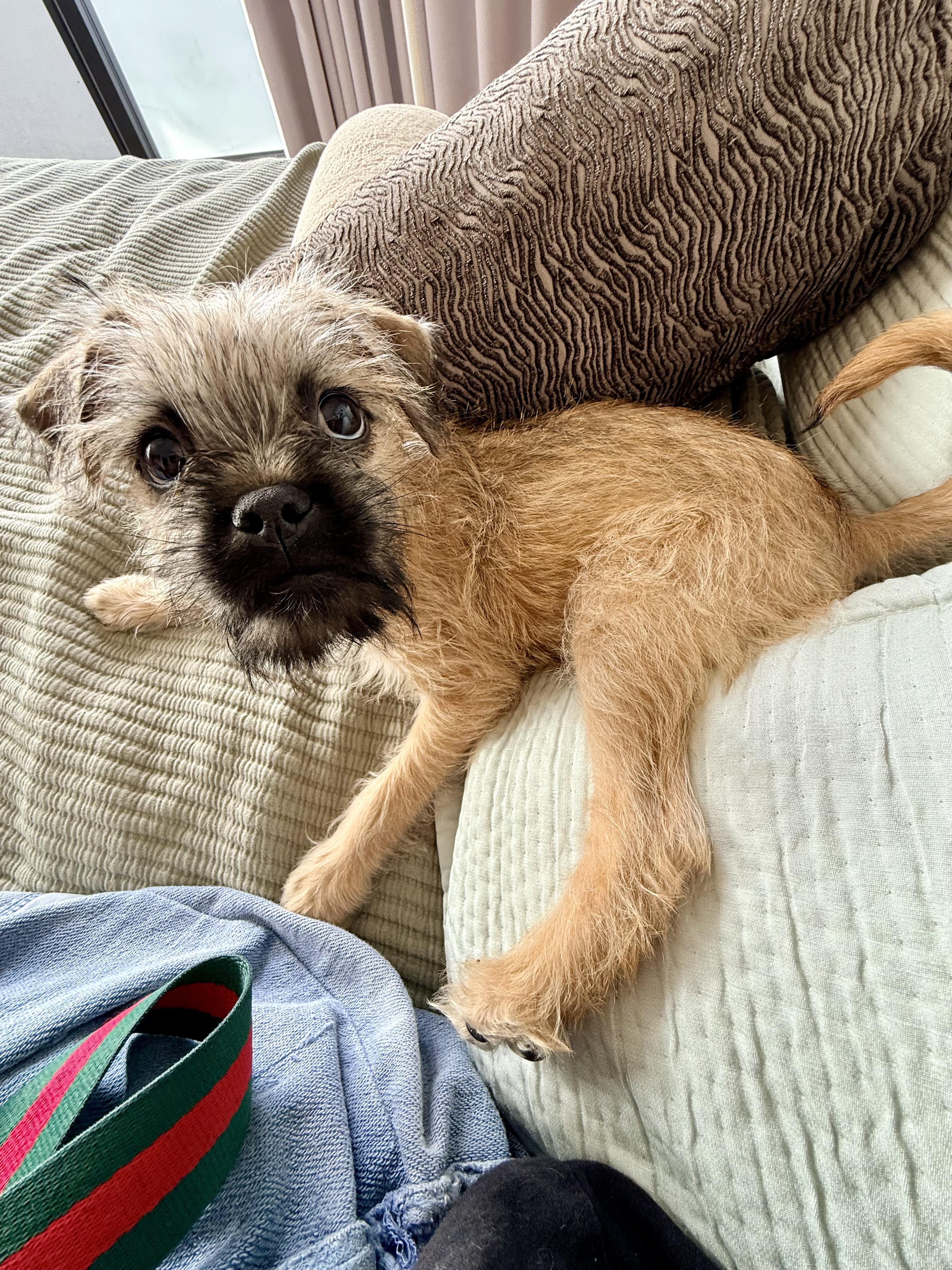 Enlarge PUNCH, a ADOPTABLE mixed breed in los angeles, CA image 3/6