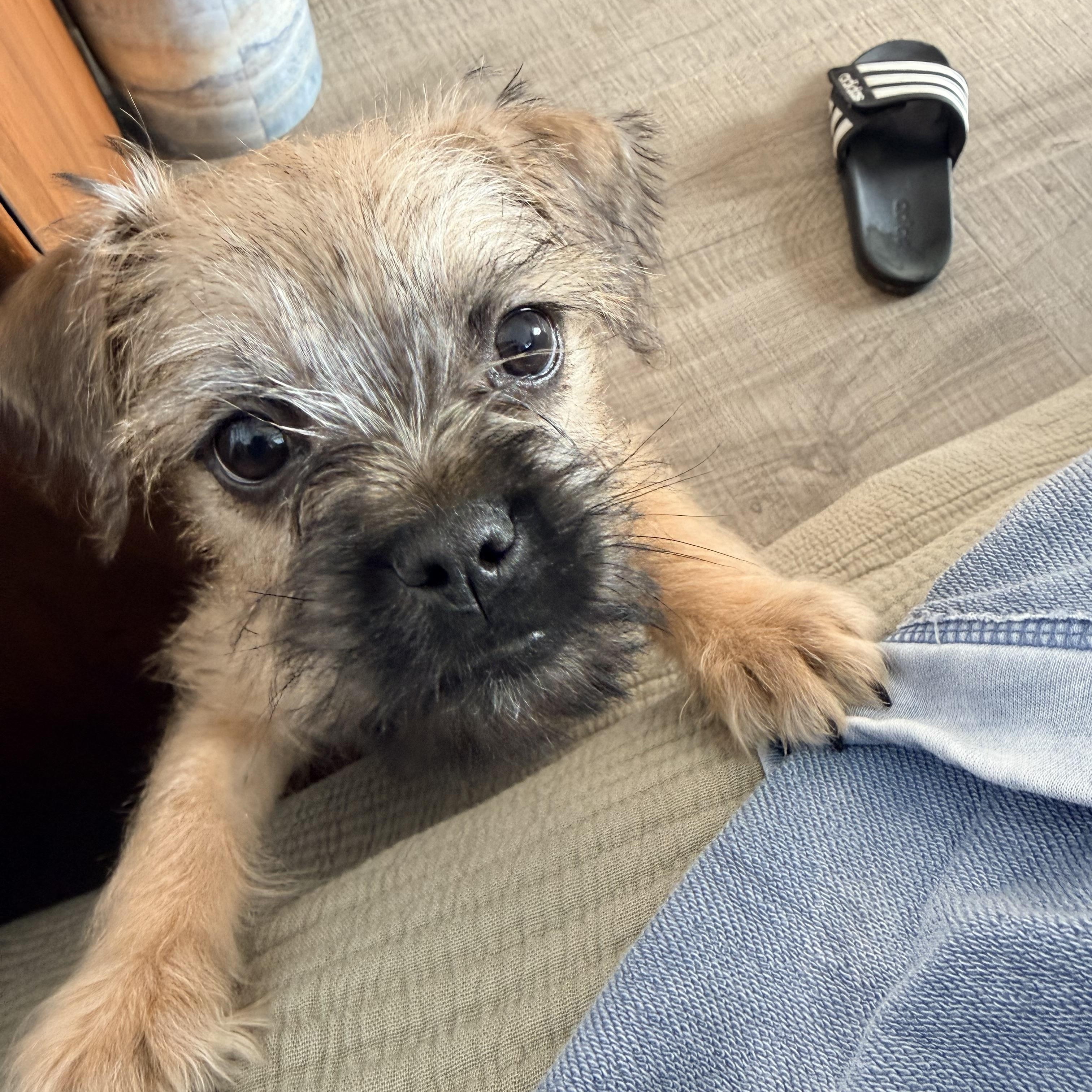 Enlarge PUNCH, a ADOPTABLE mixed breed in los angeles, CA image 1/6