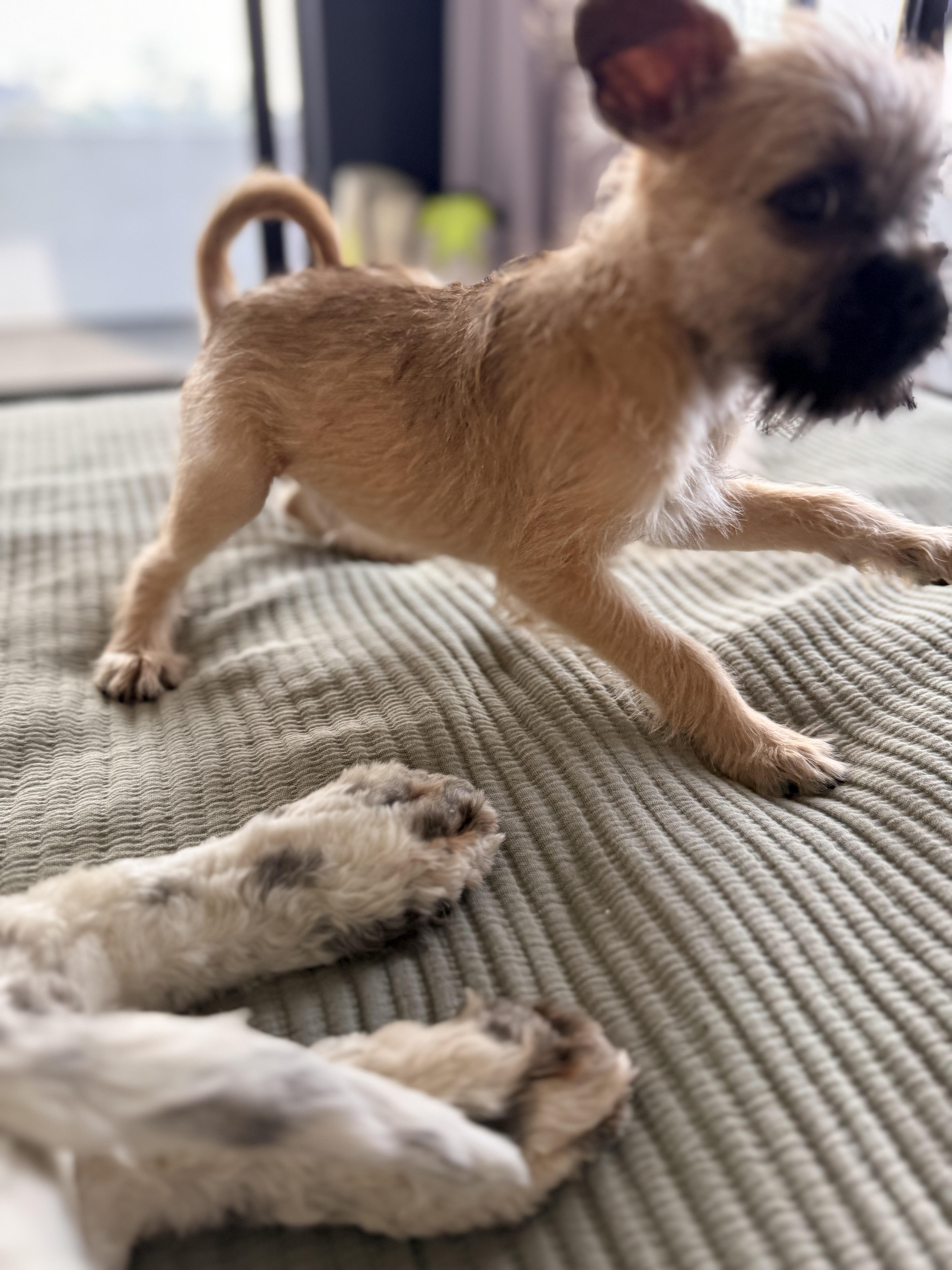 Enlarge PUNCH, a ADOPTABLE mixed breed in los angeles, CA image 2/6