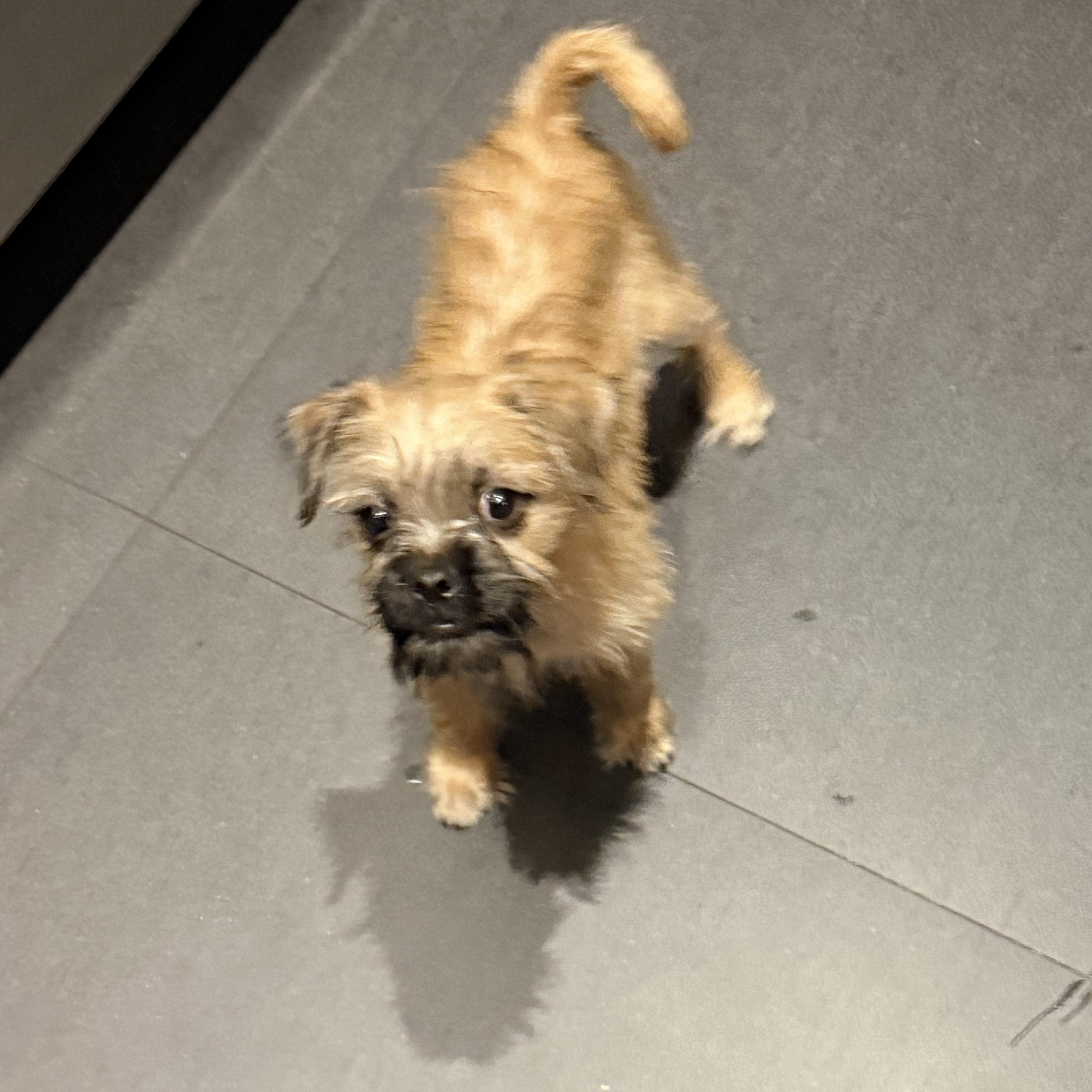 Enlarge PUNCH, a ADOPTABLE mixed breed in los angeles, CA image 4/6