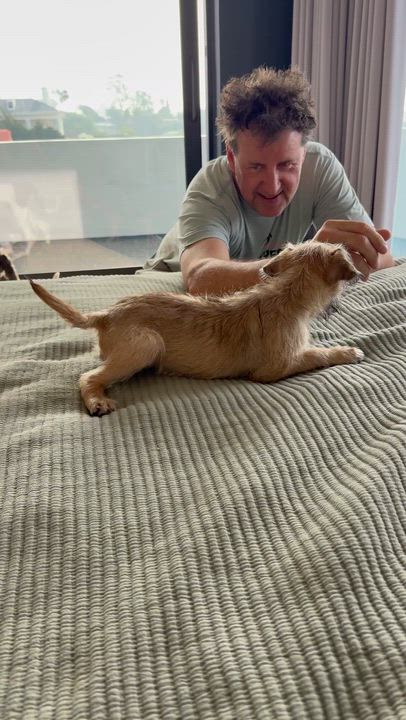 Enlarge PUNCH, a ADOPTABLE mixed breed in los angeles, CA video 6/6