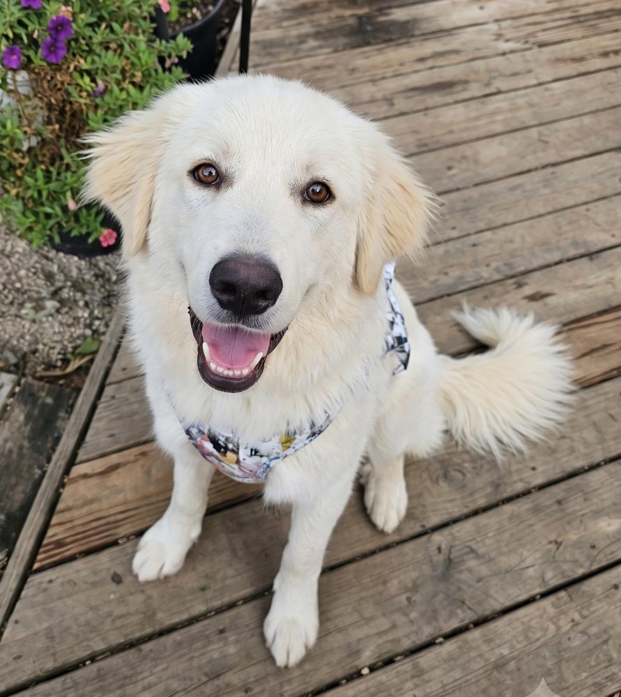 Pearl, Adoptable, Adult Female Great Pyrenees & Retriever.
