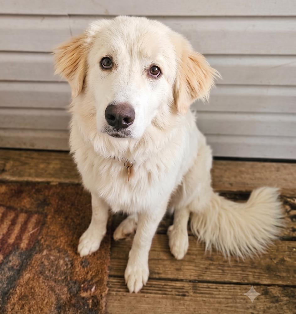Enlarge Pearl, a Adoptable mixed breed in Fort Wayne, IN image 3/4