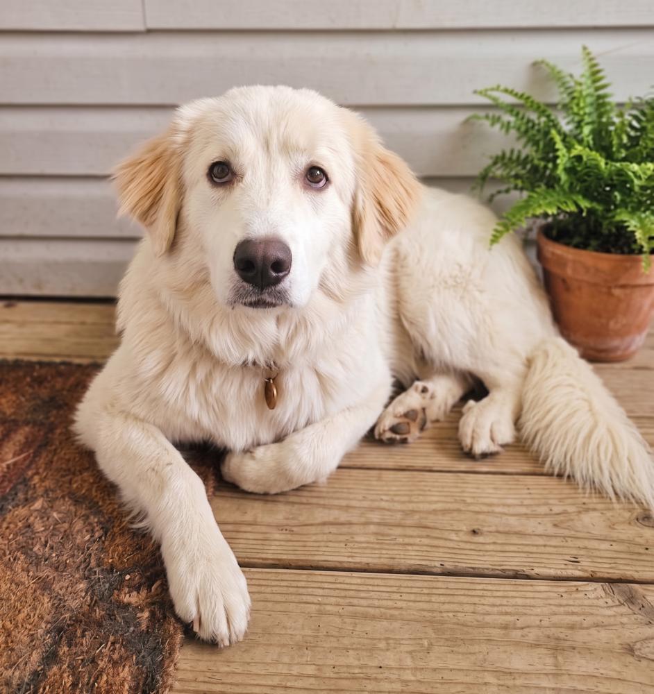 Enlarge Pearl, a Adoptable mixed breed in Fort Wayne, IN image 4/4
