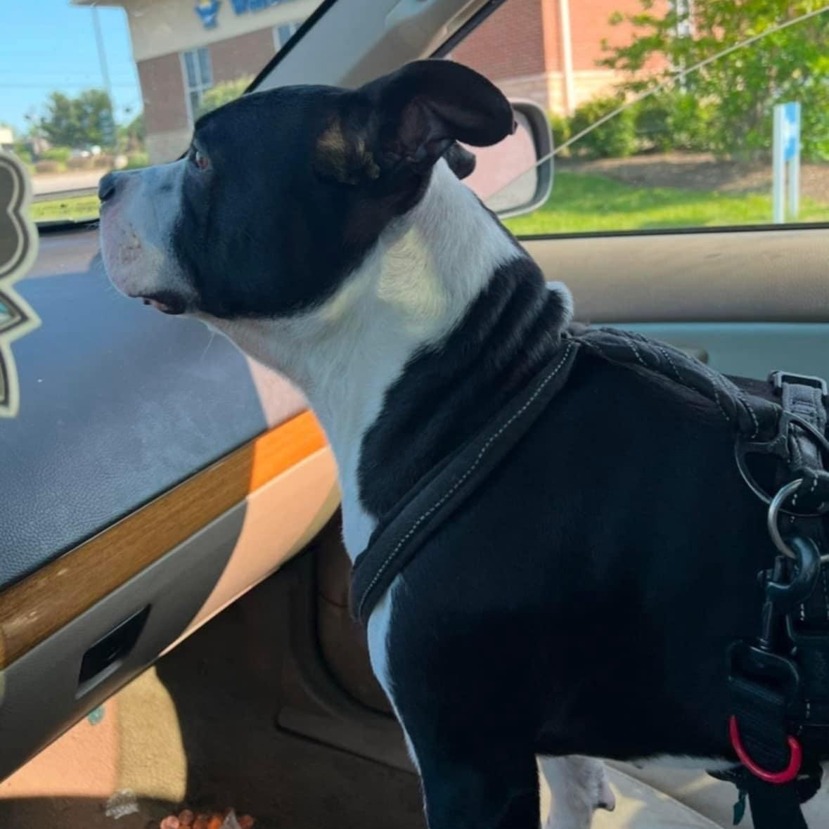 Benny, a Adoptable Pit Bull Terrier in Nicholasville, KY image 2/3