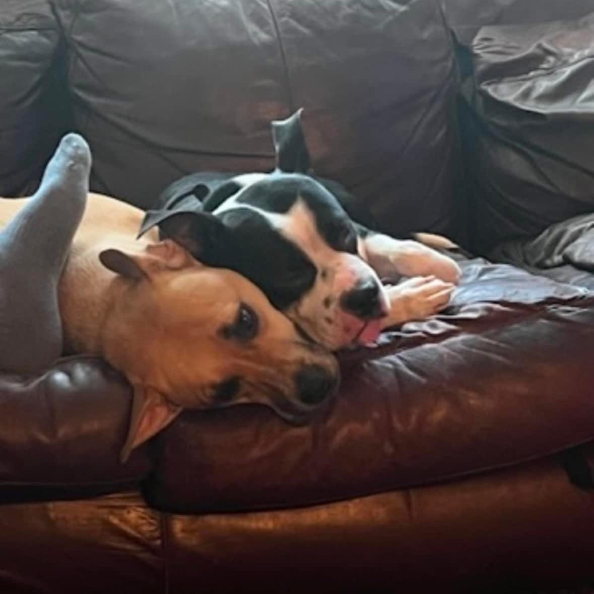 Benny, a Adoptable Pit Bull Terrier in Nicholasville, KY image 3/3