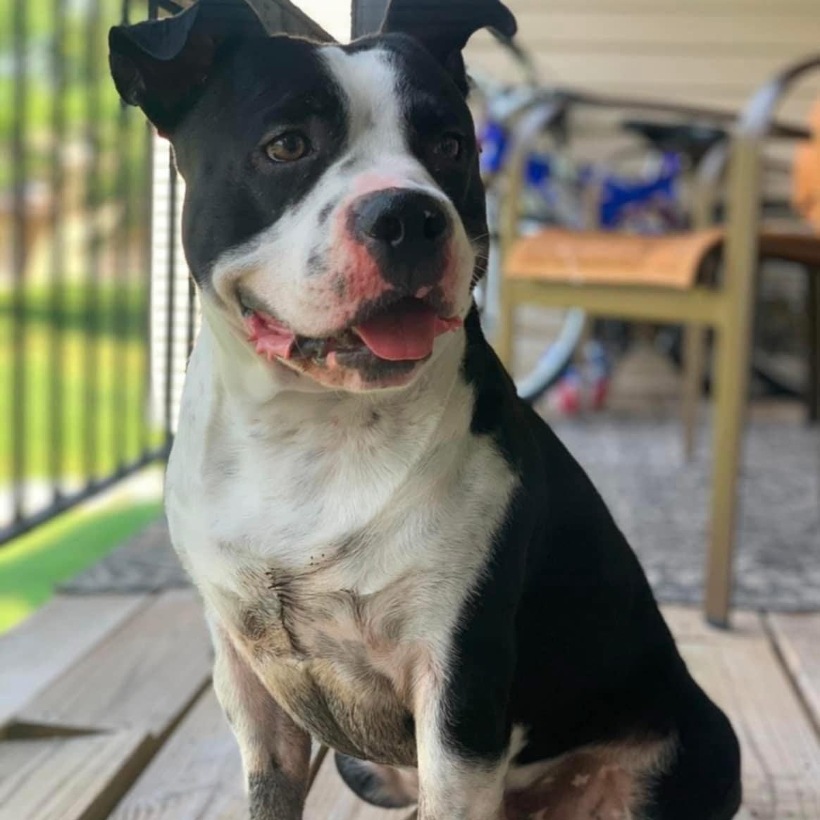 Benny, Adoptable, Young Male Pit Bull Terrier.